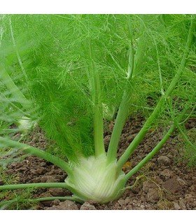 Hinojo de Florencia Zefa Fino- semillas sin tratamiento