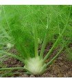 Florence Fennel Zefa Fino- seeds untreated
