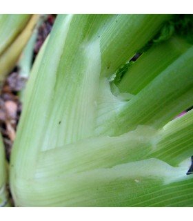 Hinojo de Florencia Zefa Fino- semillas sin tratamiento