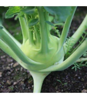 Colirrábano Noriko - semillas no tratadas