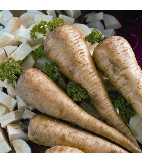 Chirivía Tender and True (Semillas Ecológicas)