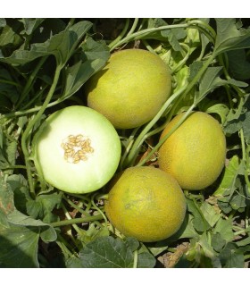 Melón F1 Galia