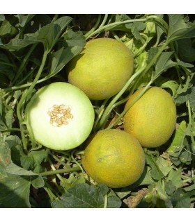 Melón F1 Galia