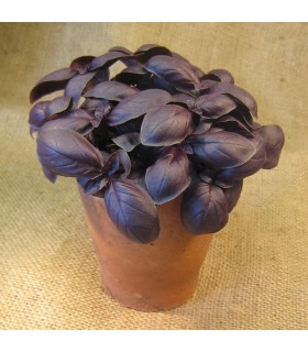 Albahaca Crimson King