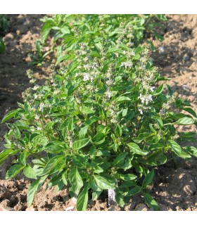 Lime basil - untreated seeds