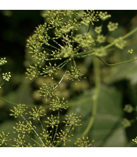 Anise - untreated seeds