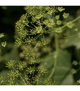 Anise - untreated seeds
