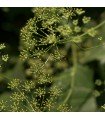 Anise - untreated seeds