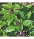 Cinnamon Basil - untreated seeds