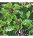 Cinnamon Basil - untreated seeds