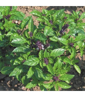 Cinnamon Basil - untreated seeds