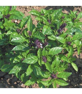 Cinnamon Basil - untreated seeds