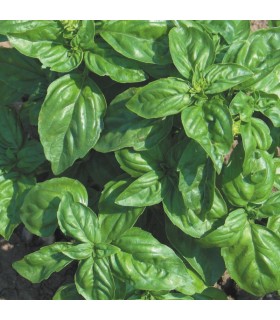 Genovese Basil - untreated seeds