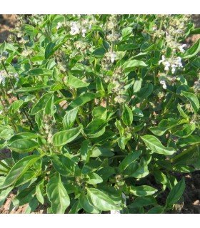 Lime basil - untreated seeds