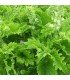 Albahaca Green Ruffles