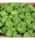 Albahaca Genovesa - semillas no tratadas