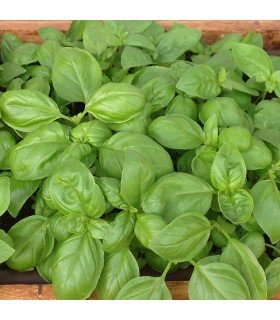 Albahaca Genovesa - semillas no tratadas
