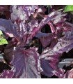 Basil Purple Ruffles - untreated seeds