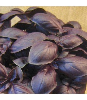 Albahaca Crimson King