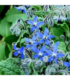 Borraja Officinalis - semillas no tratadas
