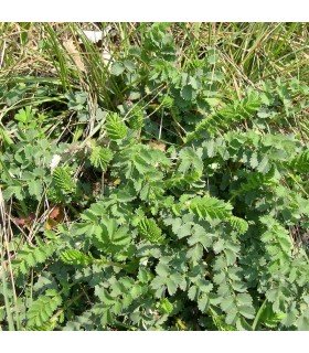 Lesser Pimpernel (Sanguisorba minor) - untreated seeds