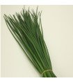 Chives Polystar - untreated seeds