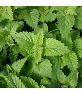 Menta de Gato -semillas no tratadas