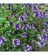 Tomillo Purple Creeping