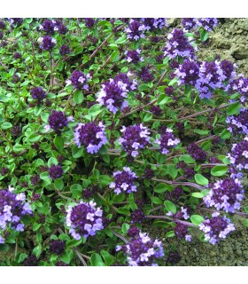 Tomillo Purple Creeping