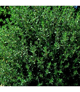 Tomillo (Semillas no tratadas)