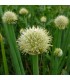 Japanese Red Chives (Welsh Onion) - untreated seeds