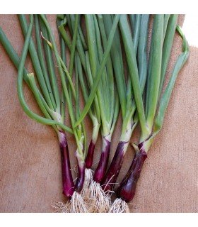 Cebollino Japonés Rojo (Welsh Onion)