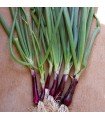 Cebollino Japonés Rojo (Welsh Onion) - semillas no tratadas