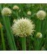 Japanese Chives Welsh Onion White - untreated seeds