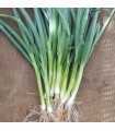 Japanese Chives Welsh Onion White - untreated seeds