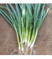 Japanese Chives Welsh Onion White - untreated seeds