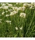 Chinese chives - untreated seeds