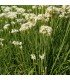 Chinese chives - untreated seeds
