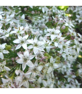 Chinese chives - untreated seeds