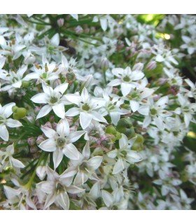 Chinese chives - untreated seeds