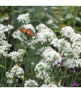 Chinese chives - untreated seeds
