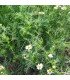 Chamomile - untreated seeds