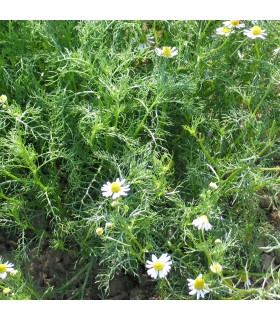 Chamomile - untreated seeds