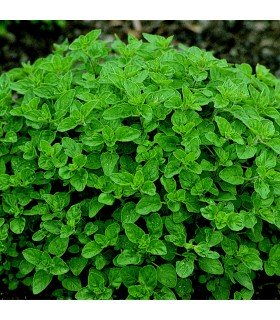 Marjolaine - graines non traitées