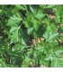 Common Parsley - untreated seeds