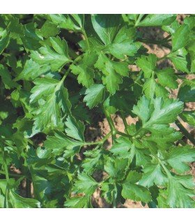 Common Parsley - untreated seeds