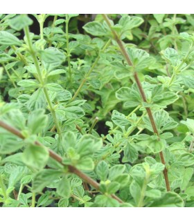 Orégano 