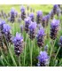 Lavender Angustifolia - untreated seeds