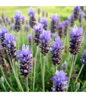 Lavender Angustifolia - untreated seeds
