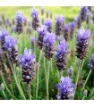 Lavender Angustifolia - untreated seeds